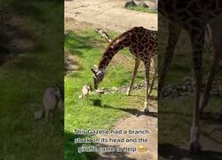 Enlace a Una jirafa ayuda a una pequeña gacela a quitarse una rama de encima