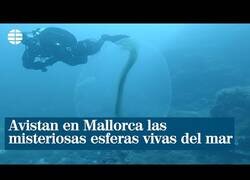 Enlace a Avistan en Mallorca unas extrañas 'esferas vivas'