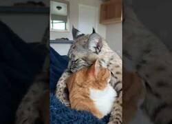 Enlace a Un gato montés se da mimos con otro gato