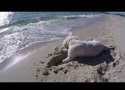 Enlace a Un cachorro se enfada con el océano por taparle el agujero que había cavado