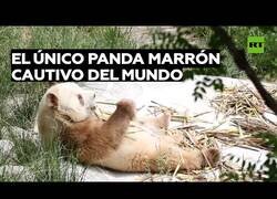 Enlace a El único oso panda marrón cautivo en el mundo