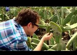 Enlace a ¿Sabes realmente de qué están hechos los colorantes alimenticios?