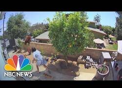 Enlace a Una mujer se enfrenta a un oso para defender a sus perros