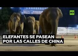 Enlace a Una manada de elefantes se pasea por las calles de China