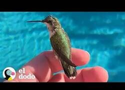 Enlace a Así es tener un colibrí como mascota