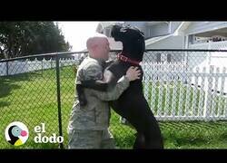 Enlace a Así son recibidos por sus perros estos soldados al volver a casa