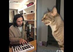 Enlace a Si The Weeknd y un gato resfriado hicieran una colaboración