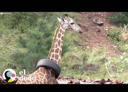Enlace a Ayudan a una jirafa a quitarse un neumático del cuello