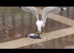Enlace a Una gaviota se ríe de forma malvada tras matar a una paloma