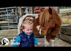 Enlace a El mejor amigo de esta niña de 2 años es un pony