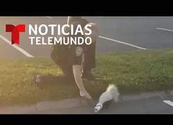 Enlace a Un policía ayuda a una mofeta a quitarse un vaso de la cabeza