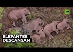 Enlace a Una manada de elefantes descanasa tras recorres 500 kilómetros