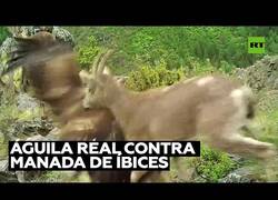 Enlace a Un águila real se lleva volando a una cría de íbice siberiano