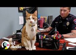 Enlace a Este gato es el supervisor de la comisaría de policía