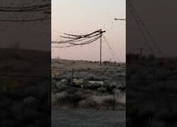 Enlace a Miles de pájaros hacen colapsar un sistema de cableado