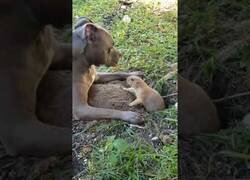 Enlace a La divertida pelea entre un pitbull y una ardilla de tierra