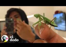 Enlace a Así es tener a una mantis religiosa como mascota