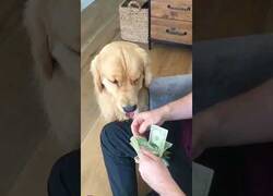 Enlace a El perro contable que te ayuda a contar tu dinero