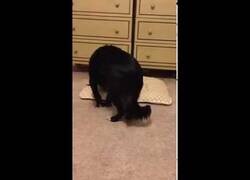 Enlace a Un perro se asusta al colocarle un cojín de pedos en su cama