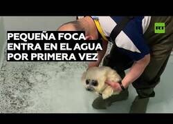 Enlace a Una cría de foca nada en el agua por primera vez