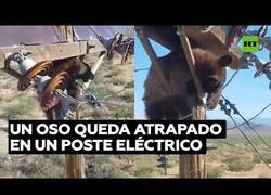 Enlace a Rescatan a oso atrapado en un poste eléctrico