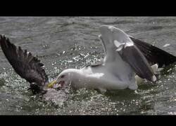 Enlace a La gaviota que comía palomas
