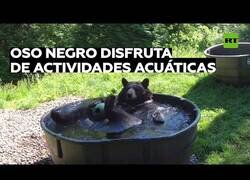 Enlace a Un oso se divierte y se relaja en una bañera