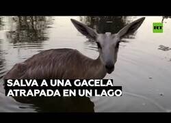 Enlace a Un hombre rescata a una gacela atrapada en un lago