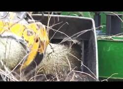 Enlace a Astilladoras y trituradoras de madera en acción