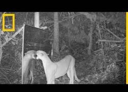 Enlace a Así reaccionan los animales del Amazones al toparse con su reflejo