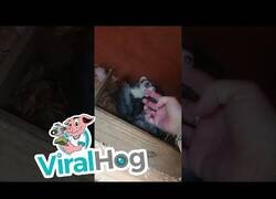 Enlace a Así presenta una zarigüeya a sus crías