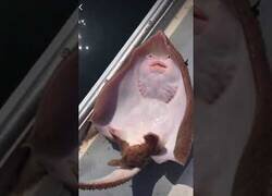 Enlace a Una mantarraya reacciona al hacerle cosquillas