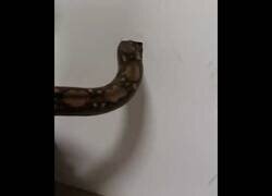 Enlace a Una serpiente para expulsar una plaga de ratas