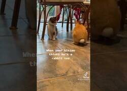 Enlace a El gato que creía ser un conejo