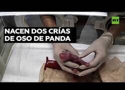 Enlace a Así es el nacimiento de dos crías de oso panda