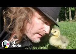 Enlace a Intentando enseñar a volar a un pequeño ganso