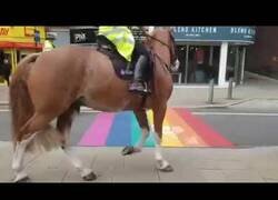 Enlace a Los caballos de policía homófobos