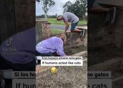Enlace a Si los humanos actuáramos como gatos