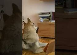 Enlace a ¿Qué pasa si le dices a Alexa que haga el sonido de un lobo delante de un perro?
