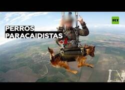 Enlace a Rusia prueba un sistema de paracaídas para perros de servicios