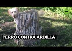 Enlace a Un perro intenta atrapar a una ardilla sin éxito