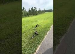 Enlace a Una familia de mofetas se atreve a enfrentarse a una serpiente