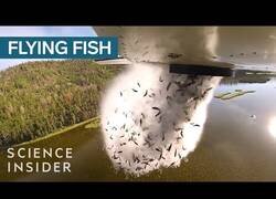 Enlace a Estados Unidos 'bombardea' sus lagos con peces para repoblarlos