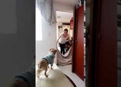 Enlace a El perro que odiaba a Mickey Mouse