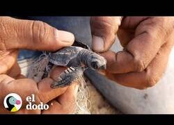 Enlace a Tortuguita enredada recibe ayuda para ser liberada