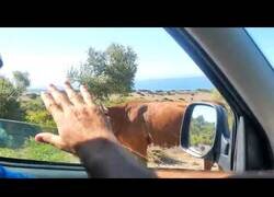 Enlace a Cuando te pierdes pero una amable vaca del lugar te indica el camino