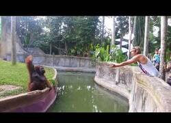 Enlace a Orangután inteligente intenta comerciar justamente con un humano