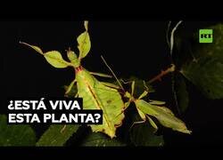 Enlace a Insectos que parecen plantas