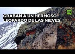 Enlace a Cámara oculta capta a un leopardo de las nieves