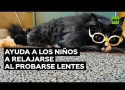 Enlace a La gata que trabajaba con niños en una clínica oftalmológica